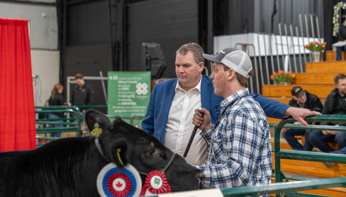 A young man with a prize-winning cow 