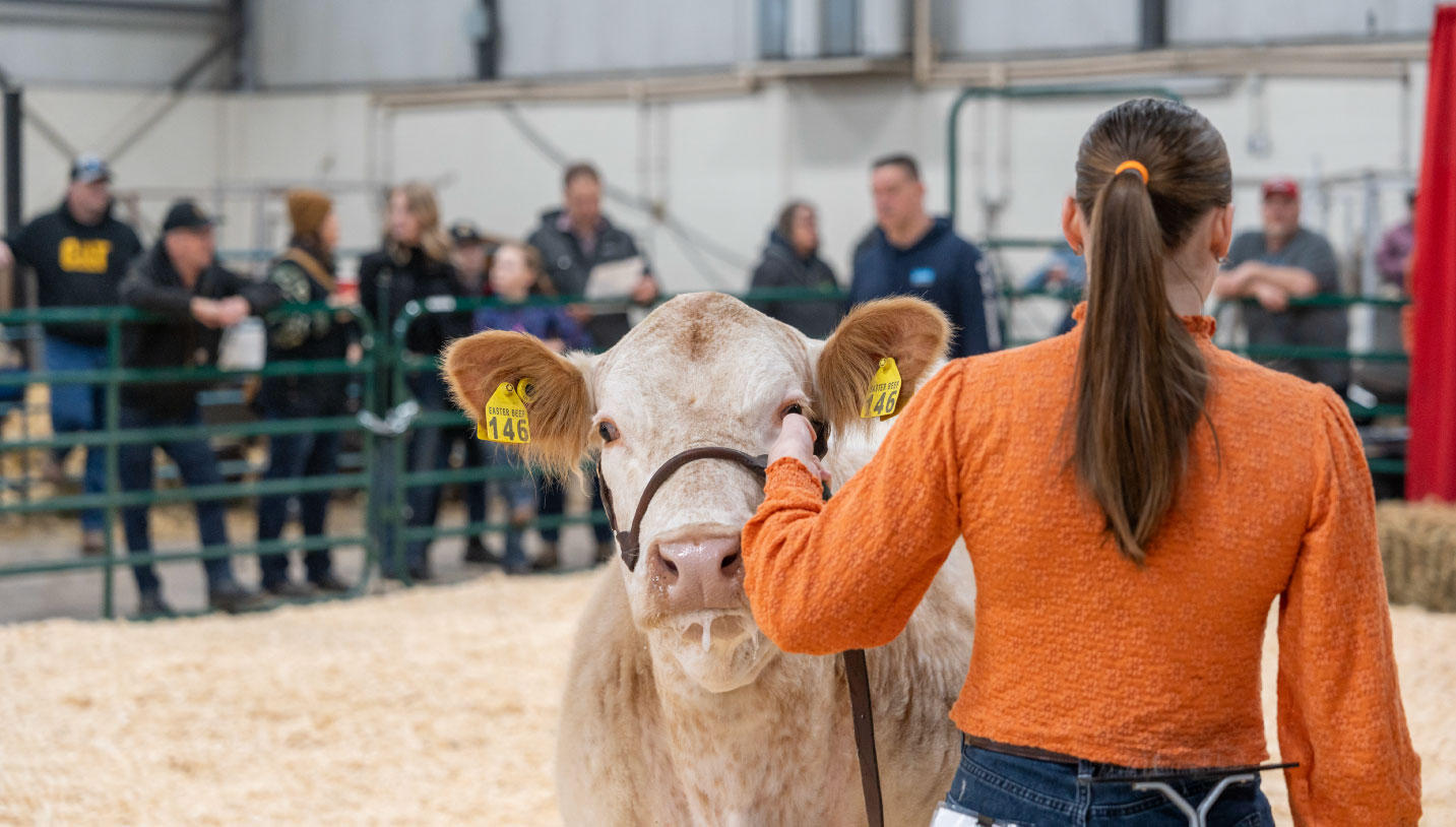  A young woman, is leading a cow through a livestock exhibition. 