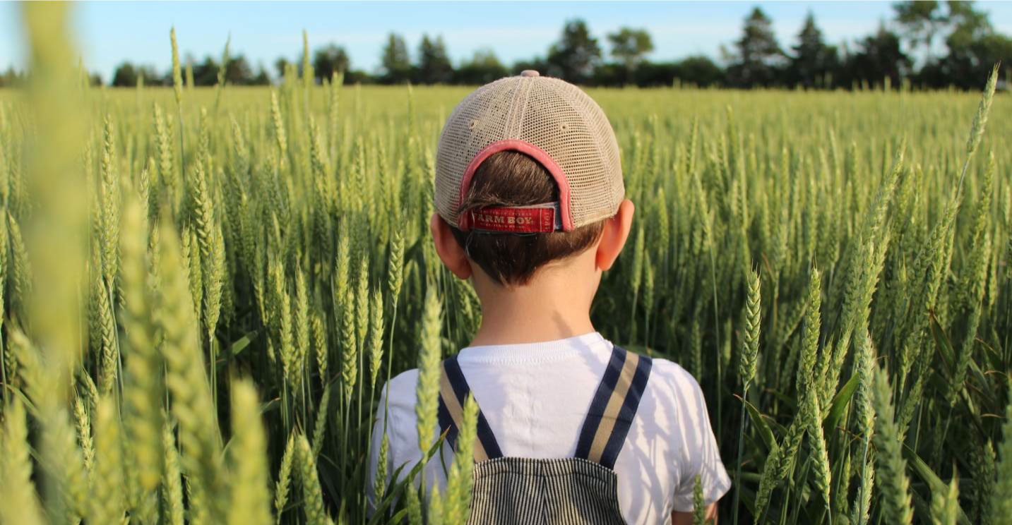 Young child is standing in a lush, green wheat field, facing away from the camera.