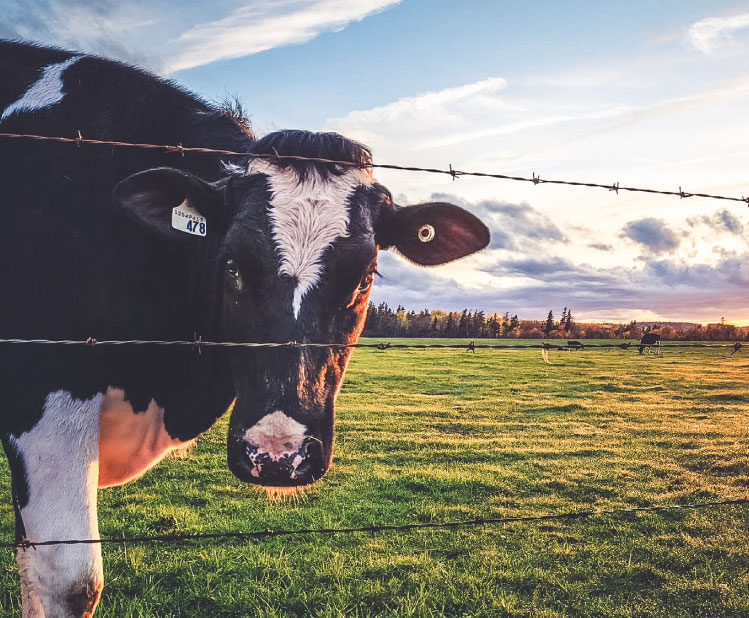 A black and white cow stands behind a barbed wire fence in a grassy field at sunset.